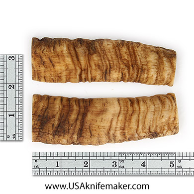 Rams Horn Scales - #014 - 5.15" L x 1.65" W